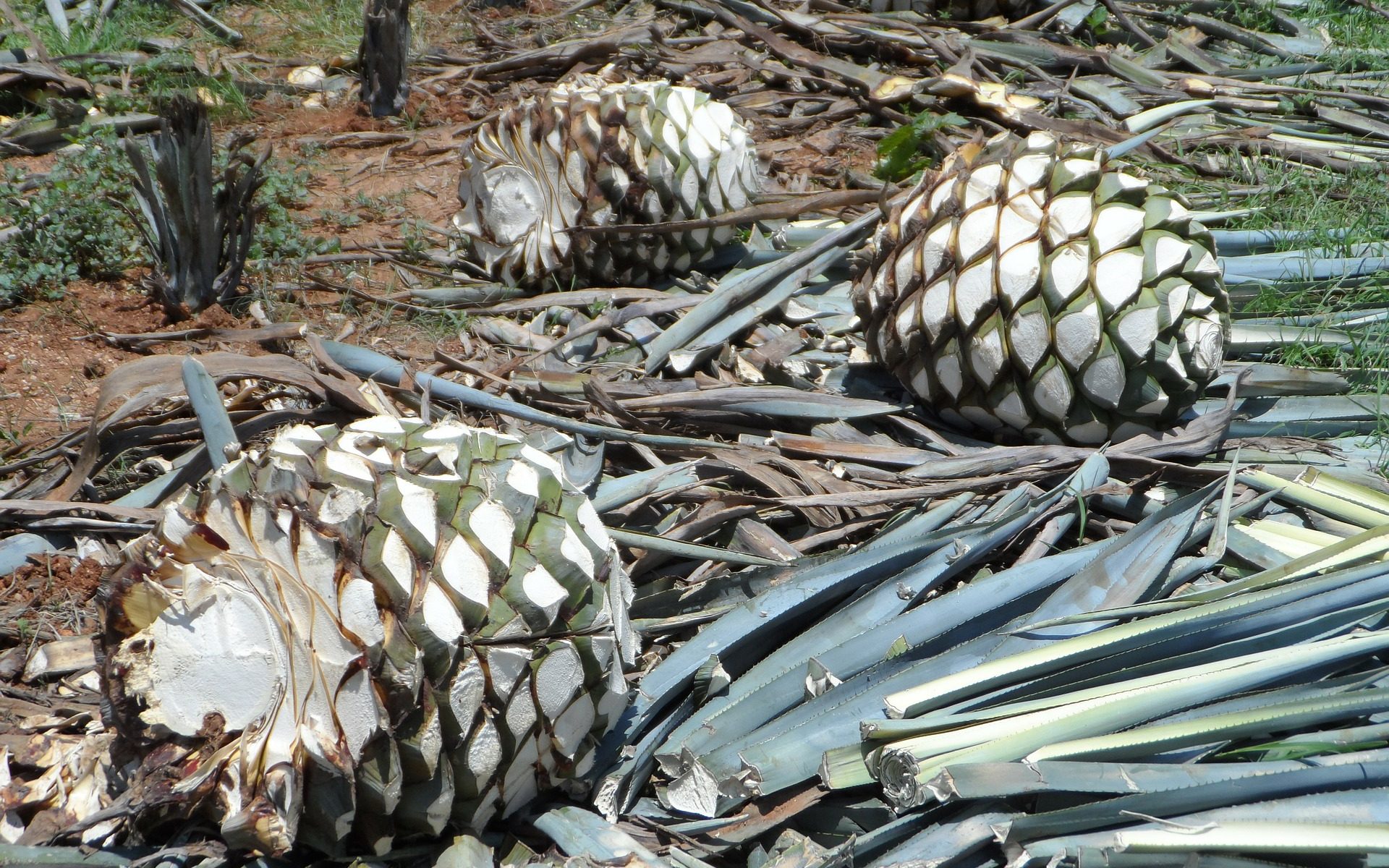 mezcal de alta calidad de Oaxaca